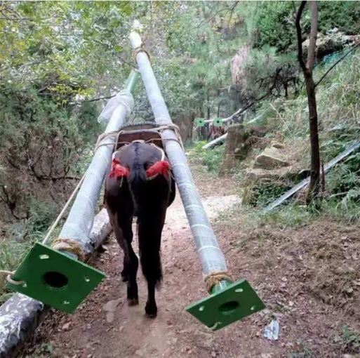 山东骡马运输队