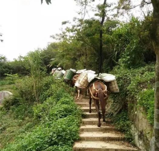 山东山区马帮运输