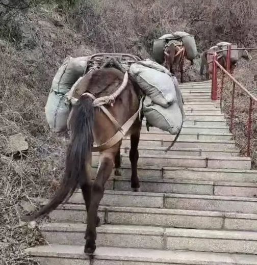 山东骡马运输