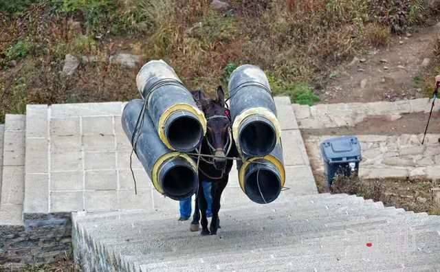 山东马帮运输