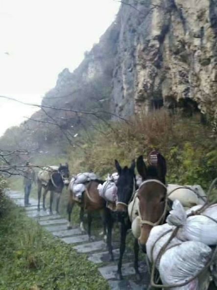 山东骡子运输队